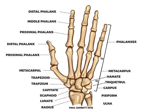 hand anatomu